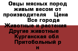 Овцы мясных пород живым весом от производителя. › Цена ­ 110 - Все города Животные и растения » Другие животные   . Курганская обл.,Притобольный р-н
